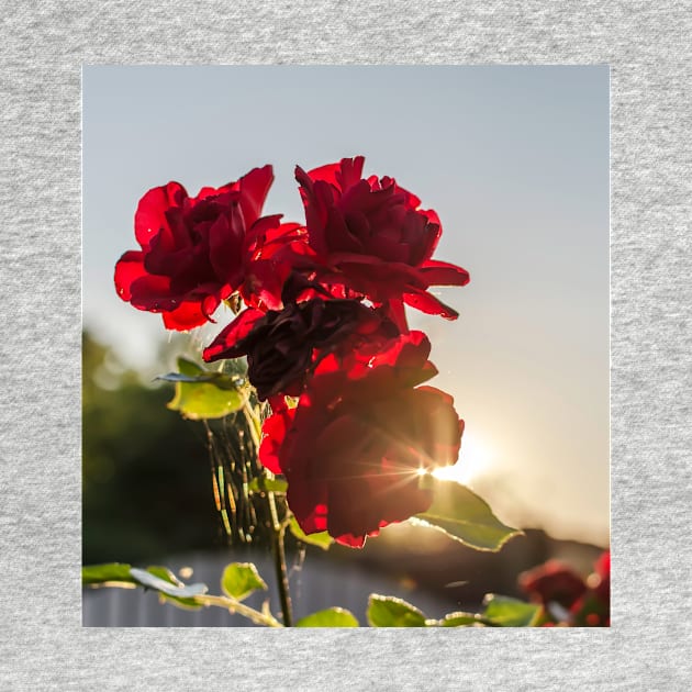 Red roses against summer evening sun by lena-maximova